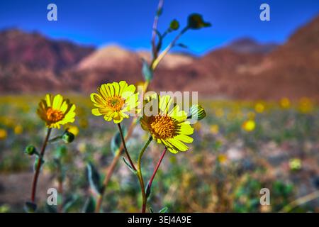 Death Valley Wildflower Super Bloom aus nächster Nähe mit leuchtenden gelben Blumen Stockfoto