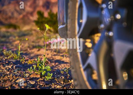 Nahaufnahme von Wildflower Bloom neben Autoreifen in der kalifornischen Wüste bei Sonnenuntergang Stockfoto
