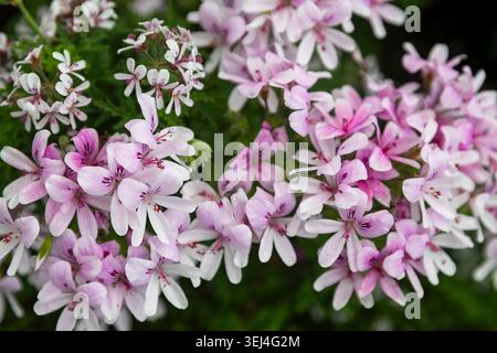 Nahaufnahme von rosa pelargoniumblüten mit dunkelvioletten Mustern auf Blütenblättern. Stockfoto