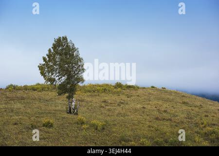 Allein Baum in den Bergen am Herbsttag Stockfoto