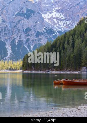 Traditionelle Holzboote ruhen auf dem ruhigen Wasser des Pragser Lago mit dichtem Alpenwald und dramatischen schneebedeckten Dolomitenbergen aus Stockfoto