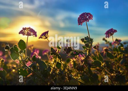 Wildblumen und Sunburst in Kalifornien Super Bloom at Sunset with Vibrant Sky Stockfoto