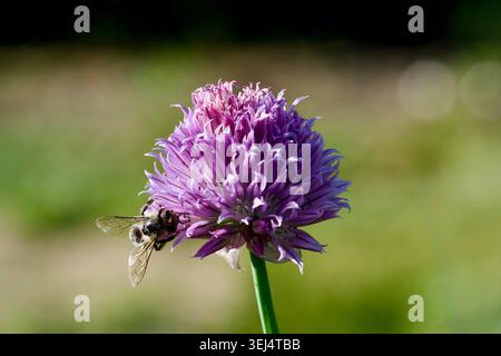 Makroaufnahme einer beschäftigten Honigbiene, die Nektar auf einer blühenden lila Schnittlauchblüte mit weichem, verschwommenem Hintergrund sammelt. Stockfoto