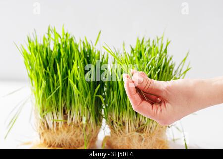Finger Halten Fresh Weizengras Klingen Nahaufnahme Stockfoto