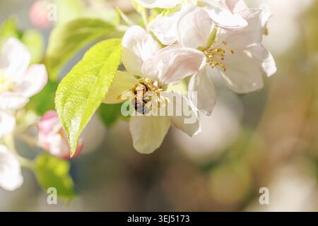 Honigbiene bestäubt Apfelblüte Soft Light Macro Stockfoto