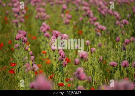Violette Mohnblumen, die sich auf einem blühenden Ackerfeld bewegen, selektiver Fokus mit weichem Bokeh, ländliche Landschaft im Frühling. Stockfoto