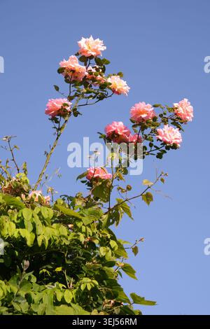 Blassrosa Rosen vor einem blauen Himmel in den Kipling Gardens, benannt nach dem berühmtesten Bewohner des Dorfes, Rudyard Kipling, Rottingdean, East Sussex UK Stockfoto