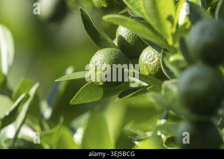Grüne Sauerorange (Citrus aurantium) auf einem Zitrusbaum mit hellgrünen Blättern Stockfoto