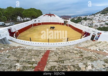Weitwinkelblick auf die elliptische Stierkampfarena Plaza de Toros in Mijas Pueblo mit einer zentralen Stierkampfstatue. Das weiß getünchte Dorf und die Berge sind Stockfoto