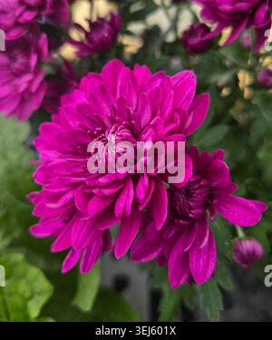 Lebhafte Magenta Majestic Spring Chrysanthemen Stockfoto