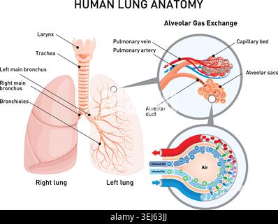 Illustration des menschlichen Lungenanatomievektors mit Luftröhre, Bronchiolen, Alveolarsäcken, Pulmonalarterie und -Vene und alveolarem Gasaustausch. Stock Vektor