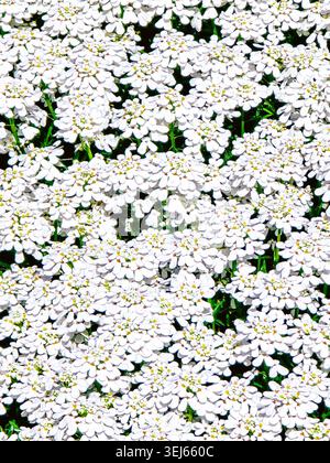 Wie Schnee im Frühling, Eine dichte Decke aus weißem Candytuft Stockfoto