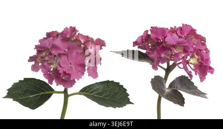 Lacecap-Hortensie (macrophylla normalis) isoliert auf weißem Hintergrund Stockfoto