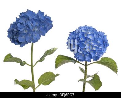 Lacecap-Hortensie (macrophylla normalis) isoliert auf weißem Hintergrund Stockfoto