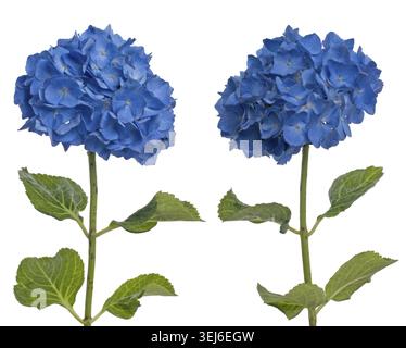 Lacecap-Hortensie (macrophylla normalis) isoliert auf weißem Hintergrund Stockfoto