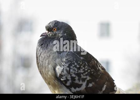 Stadttaube im Profil. Großaufnahme der Taube. Selektiver Fokus Stockfoto