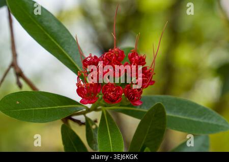 Leuchtend rote Blüten auf grünem Blattzweig. Jedes Blütenblatt weist feine, schlanke Staubblätter auf, die sich nach oben bogen. Laub bildet einen weichen, glänzenden Hintergrund Stockfoto