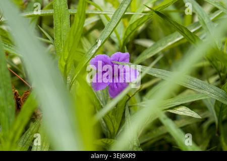 Winzige lila Blume, eingebettet in grünes Gras. Weiche Blütenblätter stehen im Kontrast zu lebendiger, grüner Umgebung. Die natürliche Umgebung unterstreicht die zarte florale Schönheit. Sanft Stockfoto
