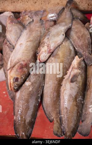 Frisch gefangene Fische liegen dicht auf einer roten Oberfläche, ihre glänzenden Körper zeigen Wassertröpfchen mit teilweise offenen Augen und strukturiertem Hintergrund Stockfoto
