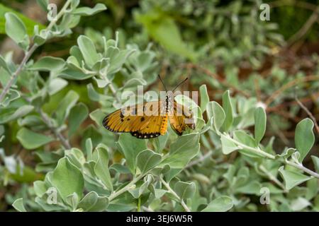 Orangefarbener Schmetterling ruht auf silbergrünem Laub. Weich gefärbte Flügel stehen im Kontrast zum belaubten Hintergrund. Das Laub hat abgerundete, silbrige Blätter. Butter Stockfoto