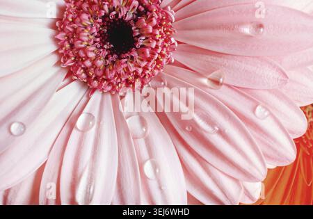 Rosafarbene Gerbera-Blume mit Wassertropfen. Tropfen auf Gerbera-Blüten. Selektiver Fokus Stockfoto