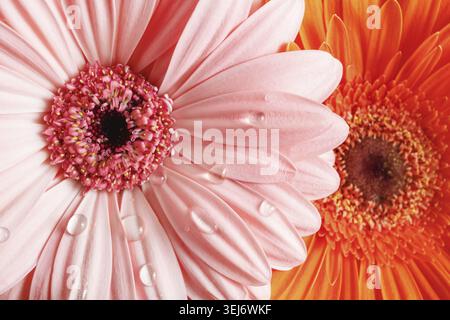 Rosafarbene und orangene Gerbera-Blüten mit Wassertropfen. Geringe Schärfentiefe. Selektiver Fokus Stockfoto