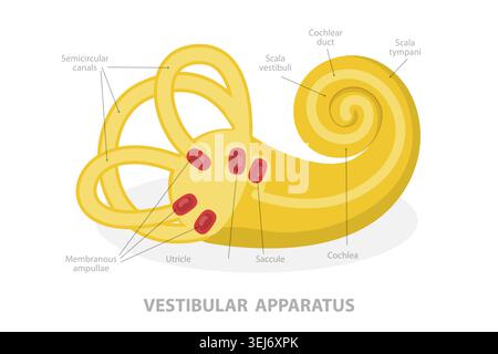 3D-Isometrische flache konzeptionelle Darstellung des Vestibularapparates, Anatomie des menschlichen Ohres Stockfoto