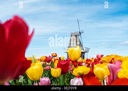 Farbenfrohe Tulpen blühen im Feld mit Windmühle, Holland Michigan USA, Frühlingslandschaft Stockfoto