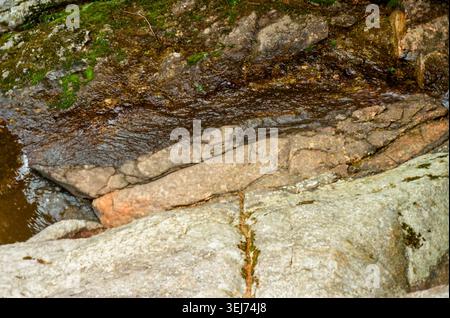 Der Flache Forest Creek Fließt Über Die Glatten Felsen Stockfoto