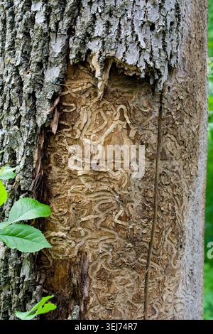 Smaragd Ash Borer Käfer. Spuren unter der Rinde des Aschenbaums. Invasive Spezies. Dieses Bild wurde im Südosten von Minnesota in den USA aufgenommen Stockfoto