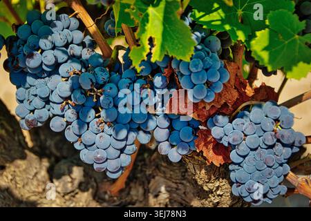 Nahaufnahme reifer Rotweintrauben, die vor der Ernte an einer Weinrebe mit grünen Blättern im warmen Sonnenlicht hängen. Stockfoto