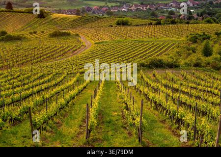 Sonnenaufgang Über Üppigen Weinbergen Mit Dirt Path, Rolling Hills Und Distant Village Stockfoto