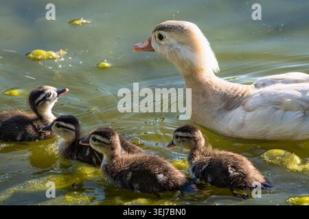 Mom und Baby Enten im Moos-Teich Stockfoto