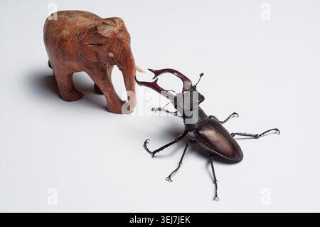 Eine detaillierte Nahaufnahme zeigt einen großen Hirschkäfer, der einem kleinen geschnitzten hölzernen Elefanten vor einem sauberen weißen Hintergrund gegenübersteht Stockfoto