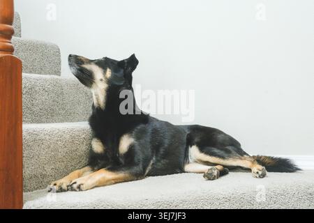 Ein süßer australischer Kelpie-Welpe liegt auf der Treppe. Stockfoto