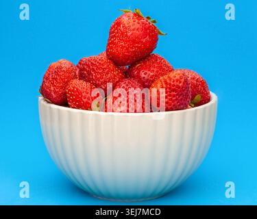 Frische rote Erdbeeren in einer weißen Keramikschale auf blauem Hintergrund Stockfoto