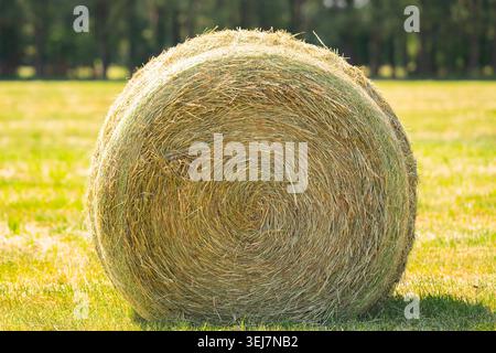 Heuwalzenständer auf offenem Feld. Heu Roll erzeugt landwirtschaftlichen Hintergrund. Auf der ländlichen Weide findet man Heurollen im Freien. Goldenes Sonnenlicht hebt die Struktur der Heurollen hervor Stockfoto