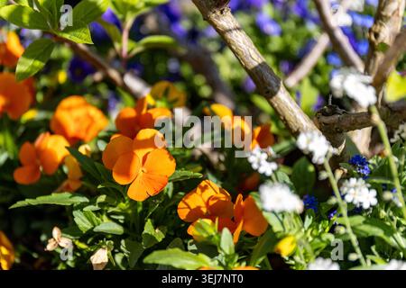 Gartenhöschen, Viola wittrockiana in Orange in einem Garten Stockfoto