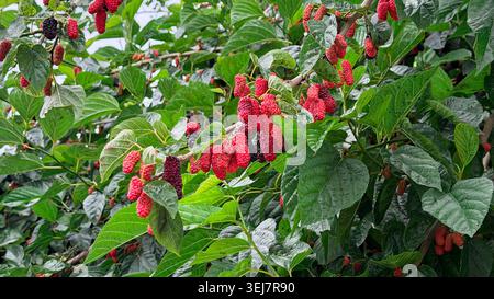 Rote und schwarze Maulbeeren hängen an saftig grünen Blättern an einem Maulbeerbaum in einem Garten und zeigen reife Früchte, die bereit für die Ernte sind Stockfoto