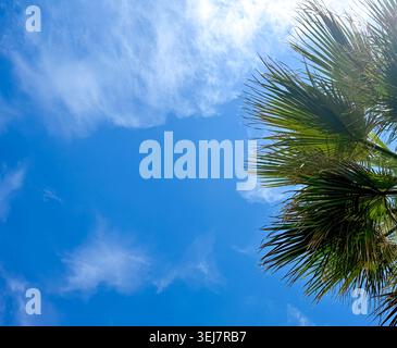 Palmenblätter vor einem hellblauen Himmel mit verstreuten Wolken, die lebendiges grünes Laub und eine klare Atmosphäre in einer tropischen Umgebung zeigen Stockfoto