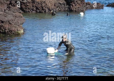Jeju, Südkorea, 24. Oktober 2012, Haenyeo Frau, die sich auf das Freitauchen auf der Insel Jeju vorbereitet Stockfoto