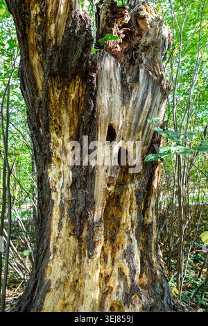 Aus nächster Nähe einen verfaulenden Baumstamm in einem grünen Wald mit rauer Rinde, Hohllöchern und verwitterter Holzstruktur bei natürlichem Tageslicht. Stockfoto