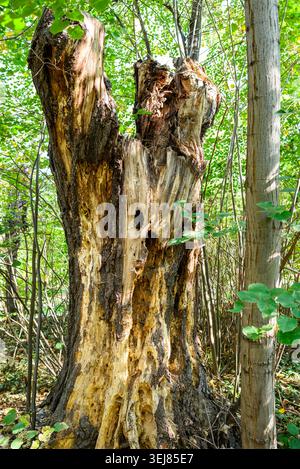 Alter hohler Baumstumpf, der in einem grünen Wald steht und bei hellem Tageslicht raue Rinde, Verfall und natürliche Textur zeigt. Rustikale Waldszene mit Details, Stockfoto
