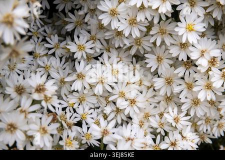Eine Draufsicht auf eine dichte Ansammlung kleiner weißer Gänseblümchen mit gelben Mittelpunkten, die den gesamten Rahmen füllen. Die Textur ist weich und erzeugt einen natürlichen Hintergrund Stockfoto