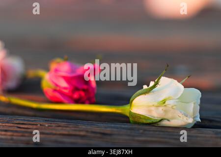 Rote und weiße Rosen ruhen bei Sonnenuntergang auf hölzernem Pier Stockfoto
