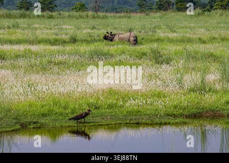 Das Rotnaped Ibis (Pseudibis papillosa) mit einem Horn Rhino im Hintergrund im Chitwan National Park, Nepal. Stockfoto