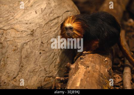 Nahporträt eines goldenen Löwen-Tamarins, der auf einem moosigen Stamm in einem warm beleuchteten Waldgehege thront, lebhaftes orange-schwarzes Fell im Kontrast zu Te Stockfoto