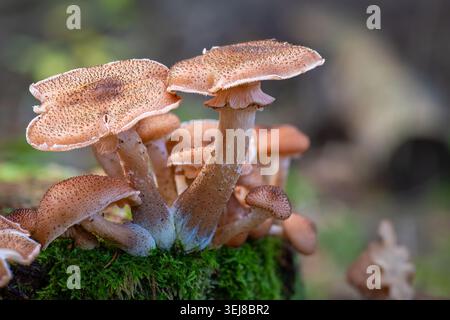 Nahaufnahme einer Gruppe von Honigpilzen mit braunen Kappen mit dunklen Punkten, die auf einem moosbedeckten Baumstamm in einer Waldumgebung mit weicher Natur wachsen Stockfoto