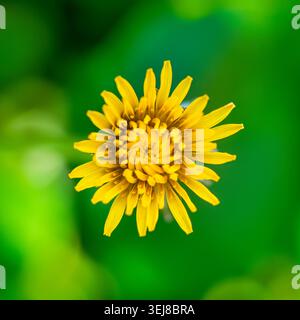 Ein detailliertes Makrofoto zeigt eine leuchtend gelbe Löwenzahnblume mit ihren vielen Blütenblättern nach oben vor einem sanft verschwommenen grünen Hintergrund. Stockfoto