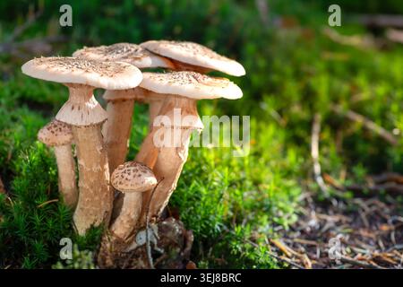 Großaufnahme von Honigpilzen mit hellbraunen Kappen und Stielen, die auf grünem Moos im sonnigen Wald wachsen. Stockfoto